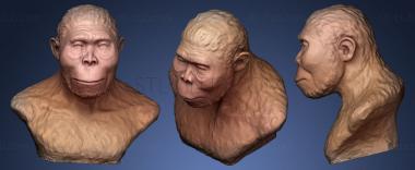 3D модель Homo rudolfensis (STL)